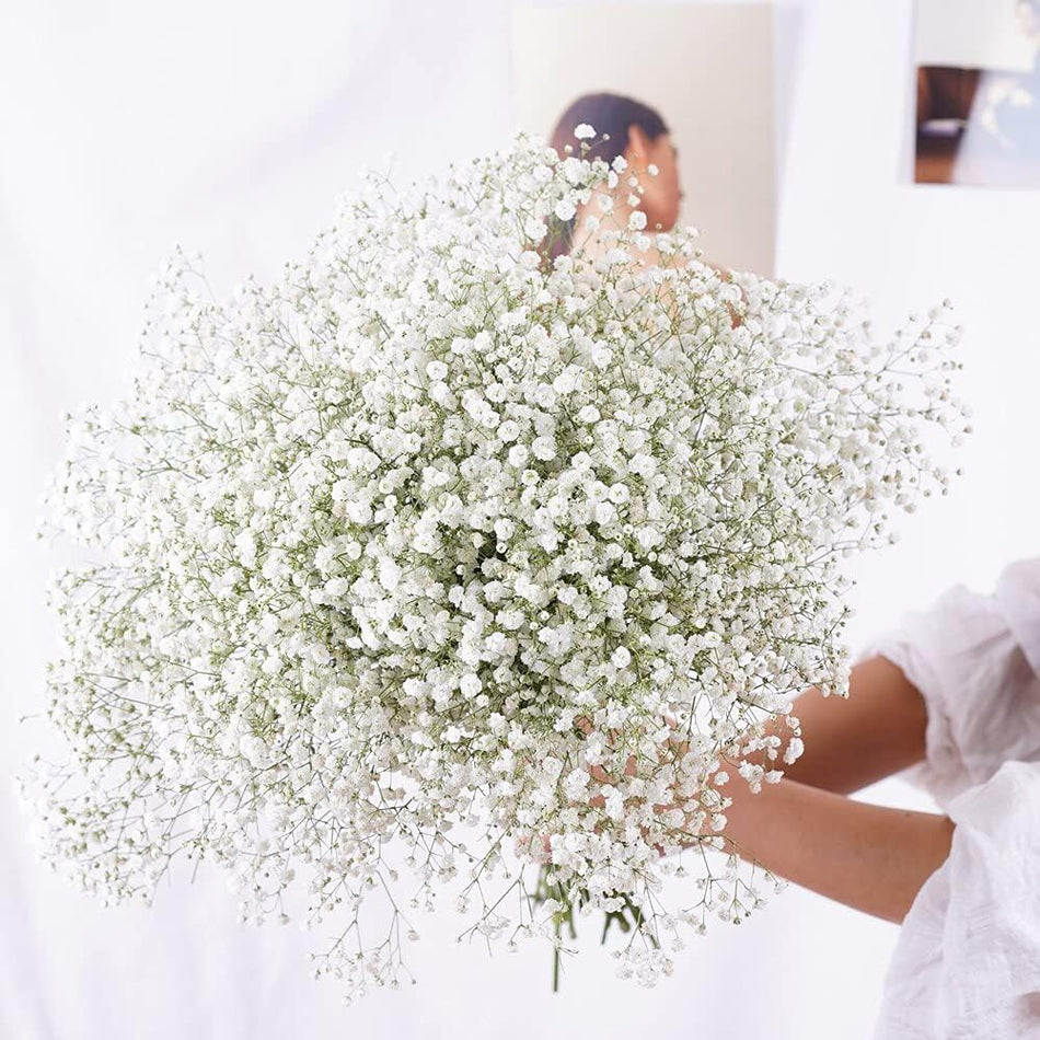 Everlastings.se - Naturliga torkade blommor, Gypsophila, färska torkade konserverade blommor, Gypsophila Paniculata, blombuketter för bröllopsfest, heminredning
